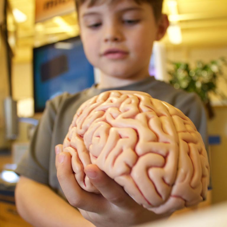 child holding human brain model