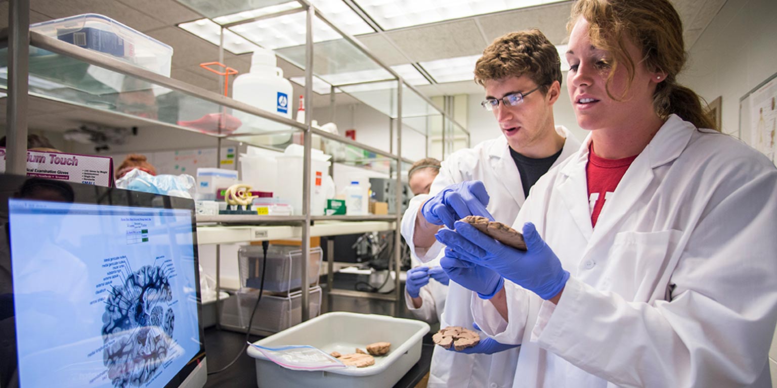 two students in white coats and latex gloves examining pieces of a human brain